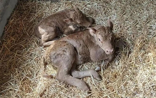 國內(nèi)首例體細(xì)胞克隆延邊牛誕生！低溫技術(shù)助力瀕危種質(zhì)資源保護(hù)